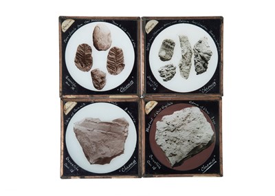 Lot 437 - Microscopy - Prize-winning Photomicrographs
