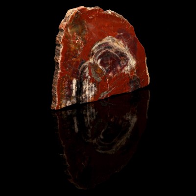 Lot 195 - A Petrified Wood Fossil