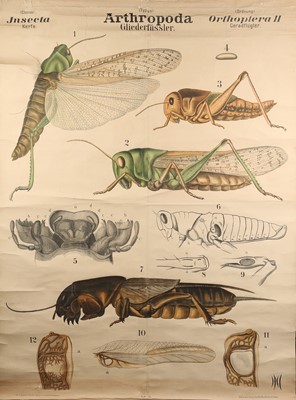 Lot 171 - Collection of Large German Didactic Scientific Posters