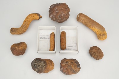 Lot 219 - A Collection of Pyrite Nodules