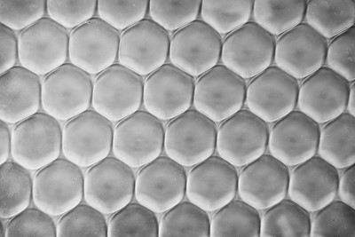 Lot 674 - A Very Unusual Photograph Taken Through A Compound Eye