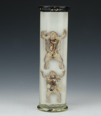 Lot 89 - Taxidermy Interest