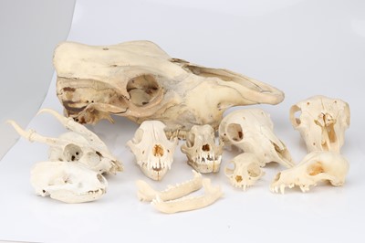 Lot 87 - Osteology, a Large Collection of Animal Skulls