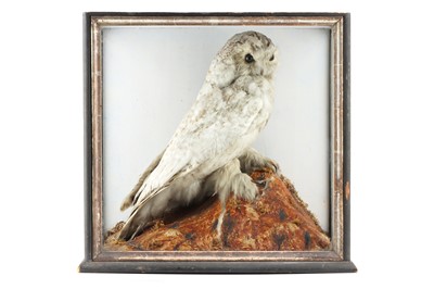 Lot 93 - Taxidermy - a Large Victorian Snowy Owl