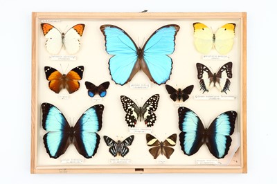 Lot 28 - Lepidoptera Interest