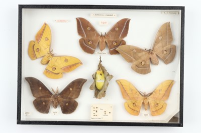 Lot 29 - Lepidoptera Interest