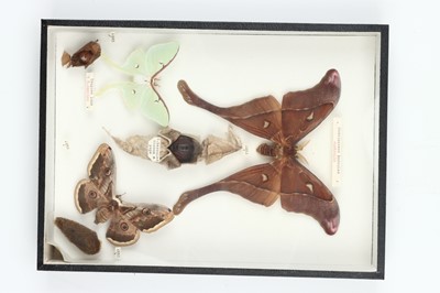 Lot 32 - Lepidoptera Interest