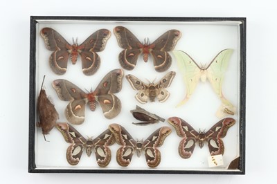 Lot 33 - Lepidoptera Interest
