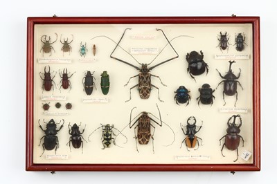 Lot 36 - Coleoptera Interest
