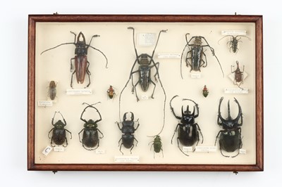 Lot 37 - Coleoptera Interest