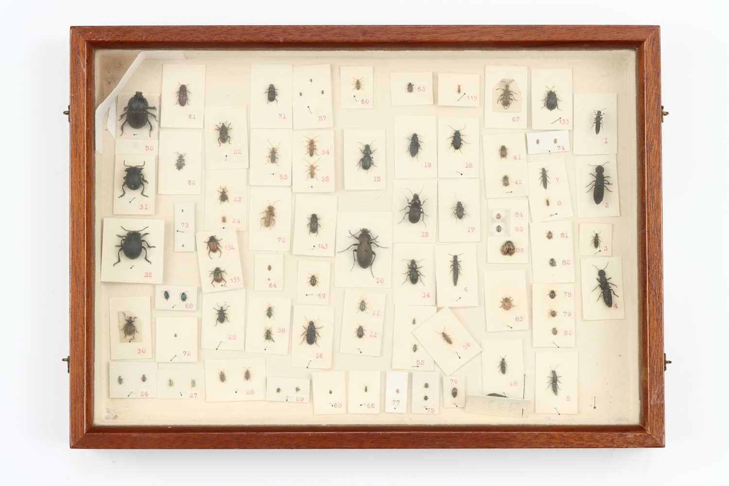 Lot 39 - Coleoptera Interest