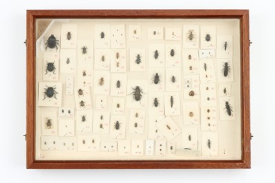 Lot 39 - Coleoptera Interest