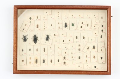 Lot 39 - Coleoptera Interest