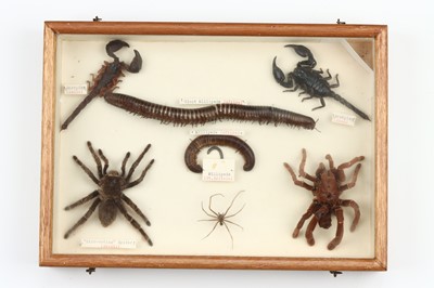 Lot 41 - Coleoptera, Cicadeodea, Aracnid and Phasmatodea Interest