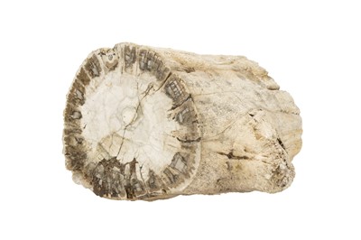 Lot 181 - A Piece of Petrified Tree Trunk