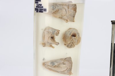 Lot 96 - Injected and  Preserved Dissected Crayfish and Fish Heads