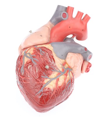 Lot 16 - Medical, A Large Model of the Human Heart