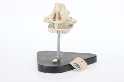 Lot 18 - Parts of a Schematic Model Eye