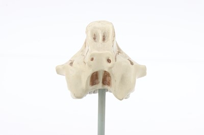 Lot 18 - Parts of a Schematic Model Eye