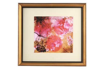 Lot 684 - PAMELA BONE (1925-2021), Five Framed Creative Photographs
