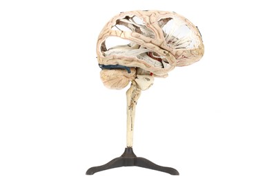 Lot 141 - DR LOUIS AUZOUX/ MAISON AUZOUX, An Anatomical Model of the Human Brain