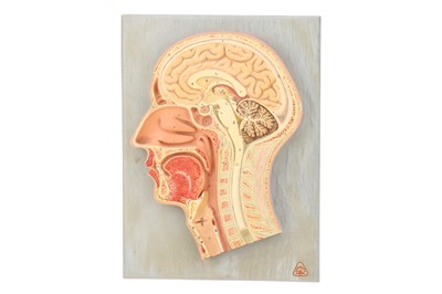 Lot 134 - An Anatomical Model, Section Through the Human Head