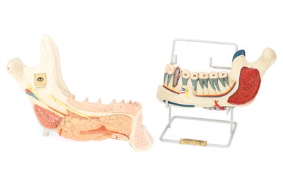 Lot 135 - Two Didactic Model Mandibles