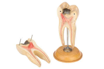 Lot 136 - A Good Didactic Model of a Molar Tooth