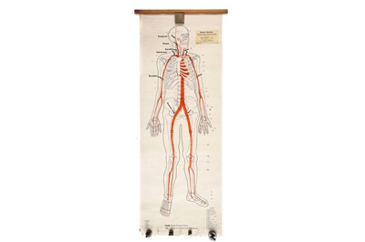 Lot 447 - Large Poster Showing Human Skeleton