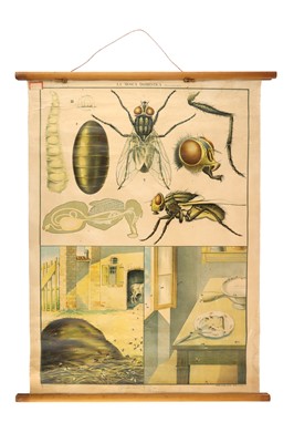 Lot 110 - AQ Large Italian Didactic poster of LA MOSCA DOMESTICA