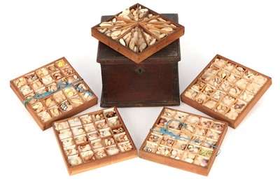 Lot 86 - A Georgian Collection of Shells