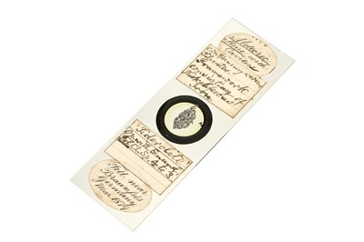 Lot 19 - A Most Unusual Meteorite Microscope Slide