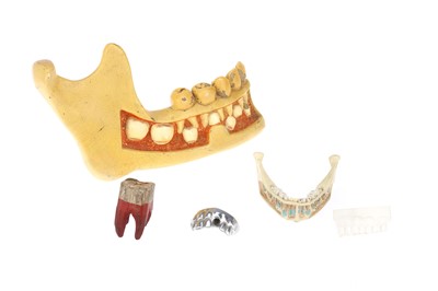 Lot 224 - Dental Models etc.
