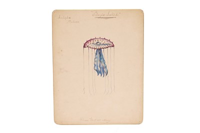 Lot 31 - A Collection of 12 Hand Painted Victorian Microscopical Studies