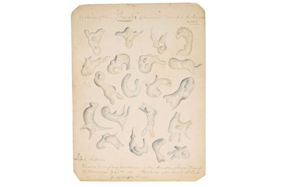 Lot 32 - A Collection of 20 Hand Painted Victorian Microscopical Studies