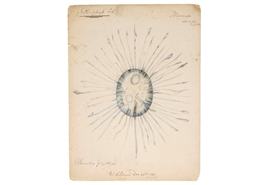 Lot 33 - A Collection of 12 Hand Painted Victorian Microscopical Studies