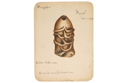 Lot 34 - A Collection of 12 Hand Painted Victorian Microscopical Studies
