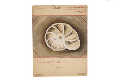 Lot 35 - A Collection of 12 Hand Painted Victorian Microscopical Studies