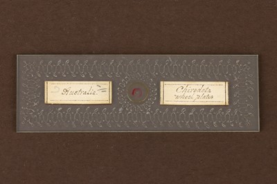 Lot 25 - A Microscope Slide By Frederick Marshall