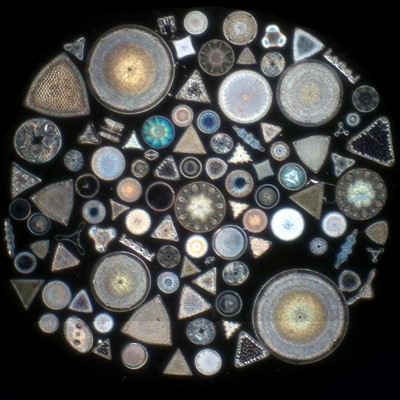 Lot 19 - Collection of Klaus Kemp Microscope Slides
