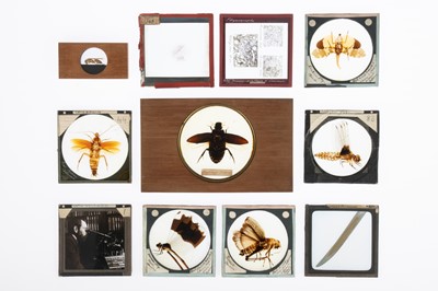 Lot 130 - A Collection of Entomological Magic Lantern Slides