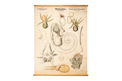Lot 182 - Collection of 9 German Didactic Scientific Posters
