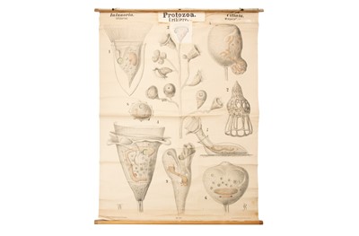 Lot 183 - Collection of 10 German Didactic Scientific Posters