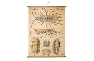Lot 185 - Collection of 10 German Didactic Scientific Posters