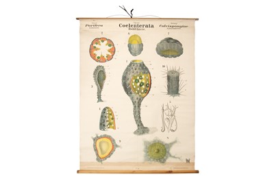 Lot 186 - Collection of 10 German Didactic Scientific Posters