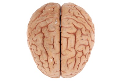Lot 297 - Didactic Anatomical Lifesize plaster Brain