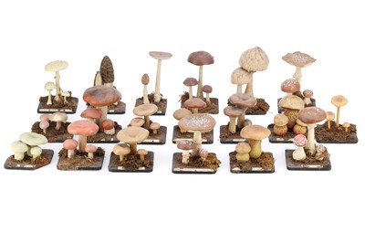 Lot 351 - Large Collection of German Polychrome Plaster Didactic Mushrooms