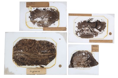 Lot 222 - A Collection of Exceptionally Large Fossil Fish Microscope Slides