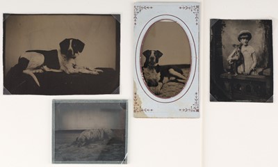 Lot 35 - Tintypes of Dogs