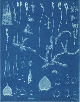 Lot 21 - Cyanotype. Botanical Subject